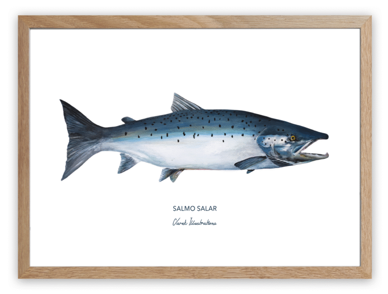 varek.illustrations - Affiche Le Saumon Atlantique