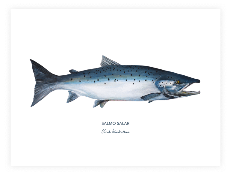 varek.illustrations - Affiche Le Saumon Atlantique