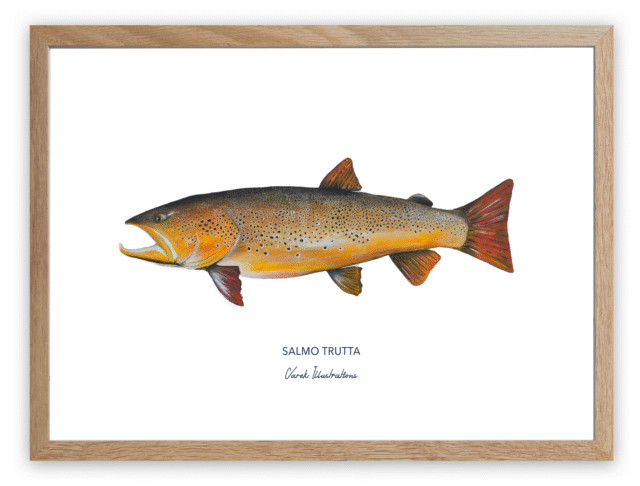 varek.illustrations - Affiche La Truite Fario