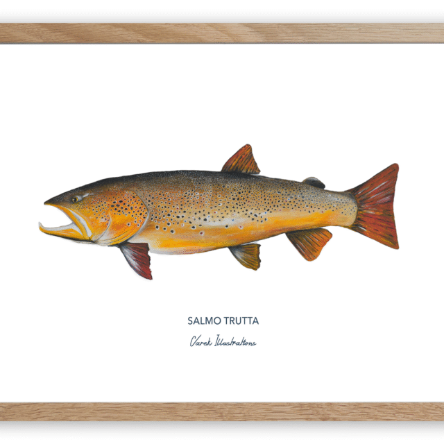 varek.illustrations - Affiche La Truite Fario