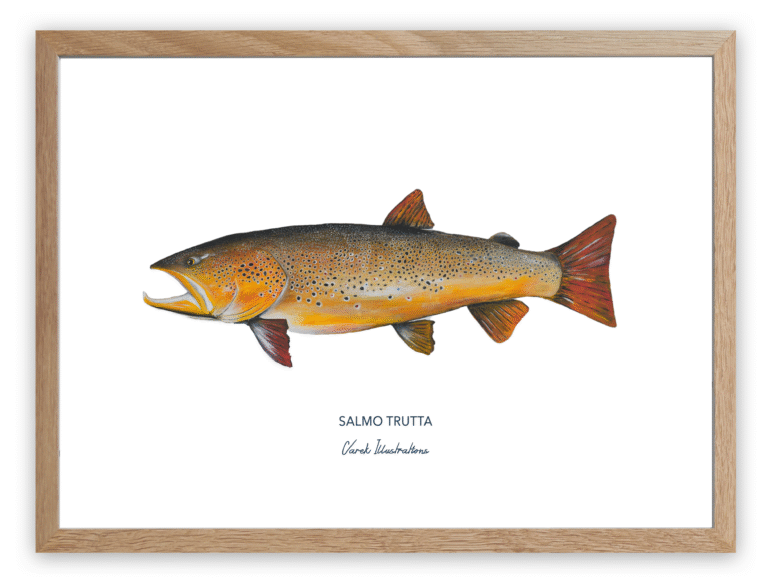 varek.illustrations - Affiche La Truite Fario