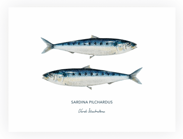 varek.illustrations - Affiche Les Sardines