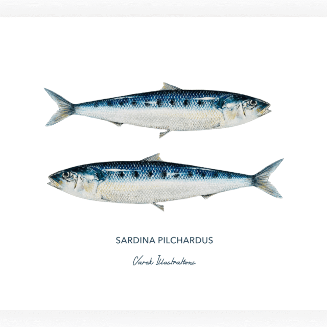 varek.illustrations - Affiche Les Sardines