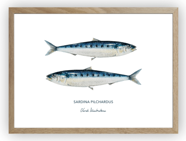 varek.illustrations - Affiche Les Sardines