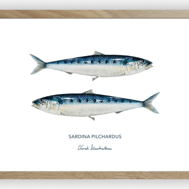 varek.illustrations - Affiche Les Sardines