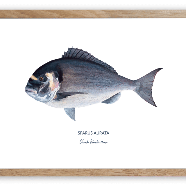 varek.illustrations - Affiche La Dorade Royale