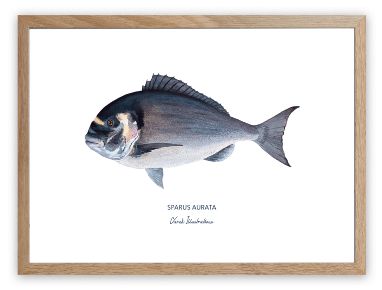 varek.illustrations - Affiche La Dorade Royale