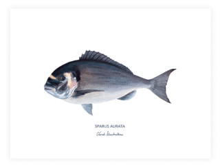 Varek Illustrations - Affiche La Dorade Royale