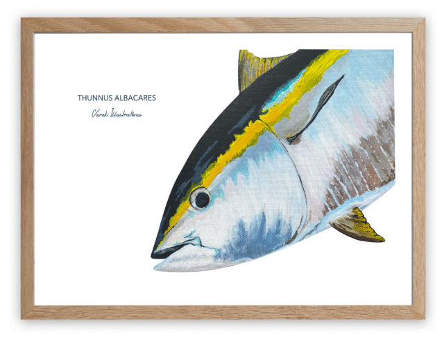 varek.illustrations - Affiche Le Thon Jaune