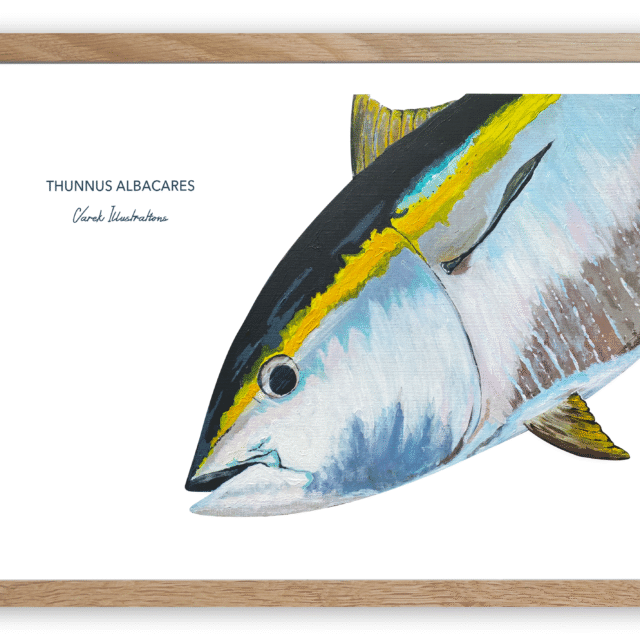 varek.illustrations - Affiche Le Thon Jaune