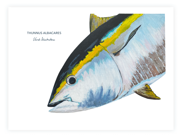 varek.illustrations - Affiche Le Thon Jaune