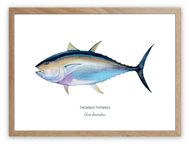 varek.illustrations - Affiche Le Thon Rouge