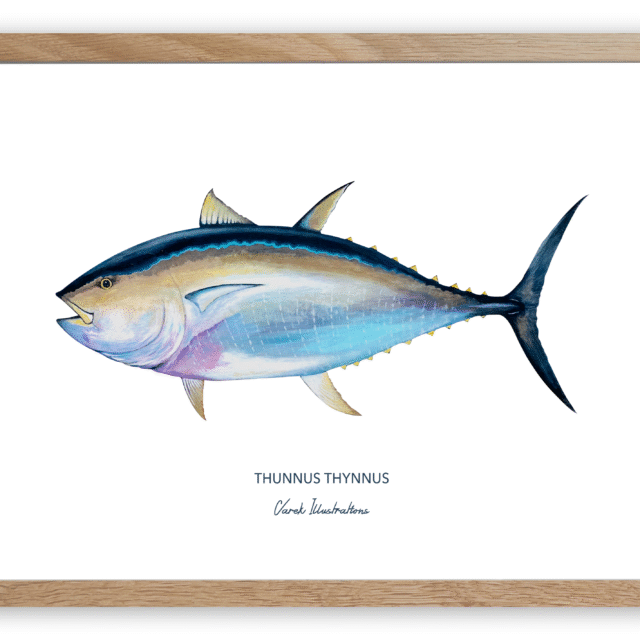 varek.illustrations - Affiche Le Thon Rouge