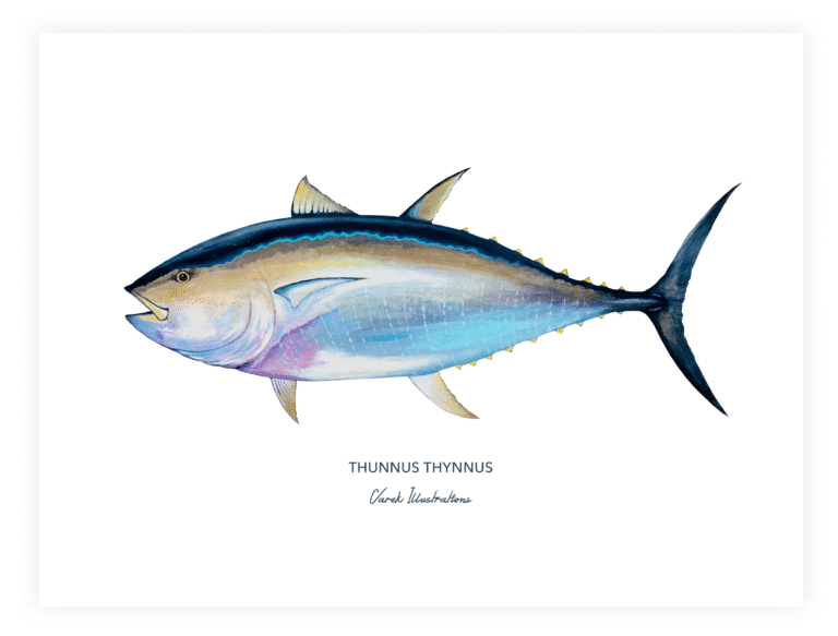 varek.illustrations - Affiche Le Thon Rouge