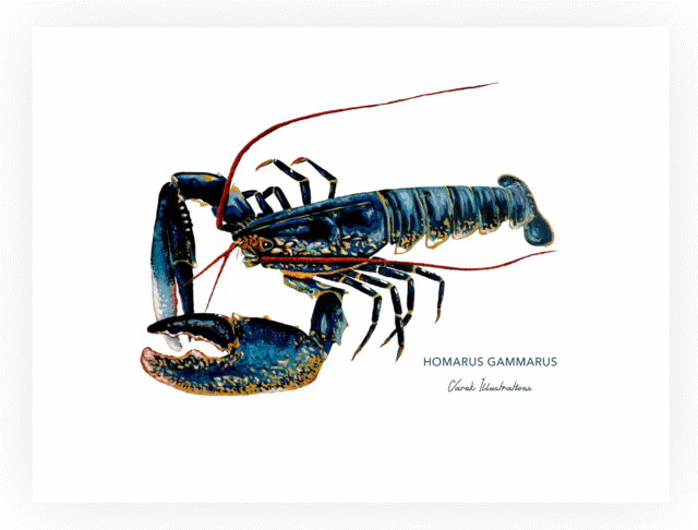 varek.illustrations - Affiche Le Homard