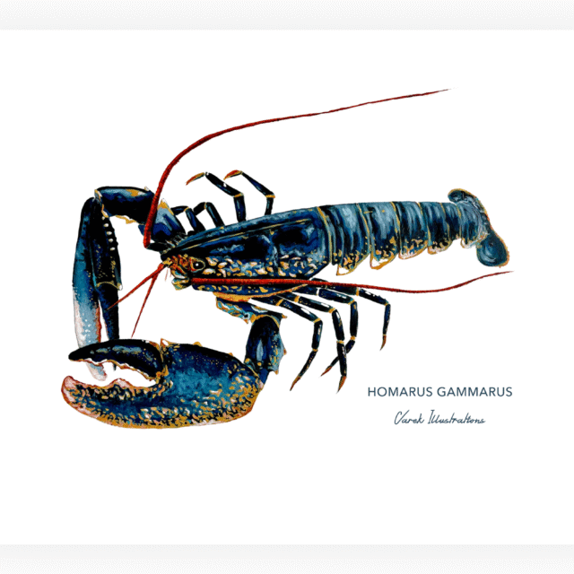 varek.illustrations - Affiche Le Homard