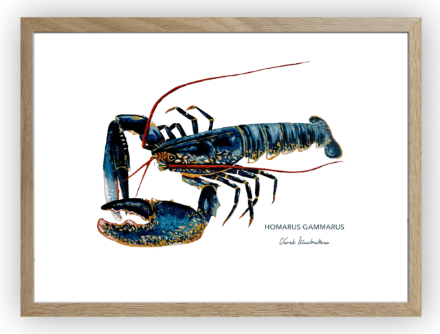 varek.illustrations - Affiche Le Homard