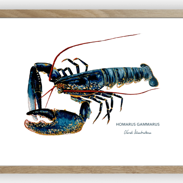 varek.illustrations - Affiche Le Homard