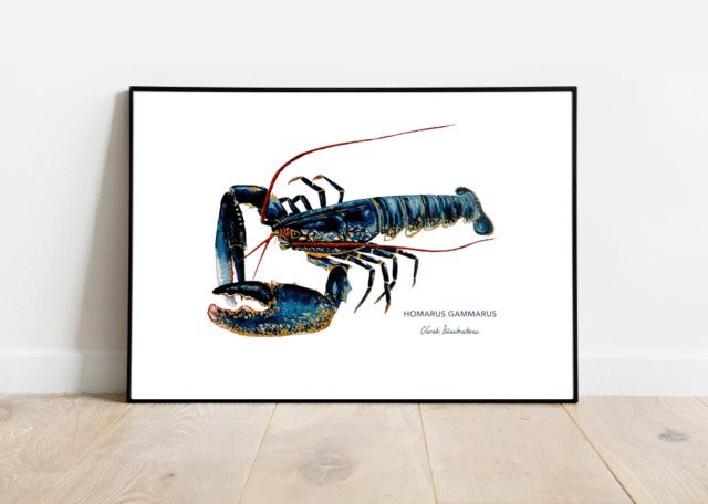 varek.illustrations - Affiche Le Homard