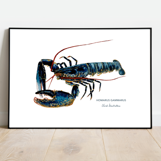 varek.illustrations - Affiche Le Homard