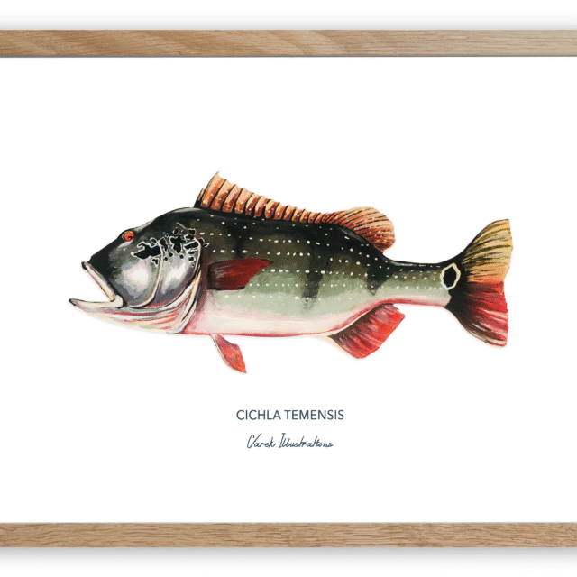 varek.illustrations - Affiche Le Peacock Bass