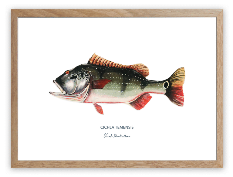 varek.illustrations - Affiche Le Peacock Bass