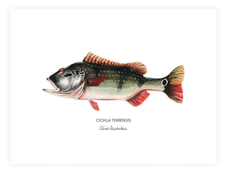 varek.illustrations - Affiche Le Peacock Bass