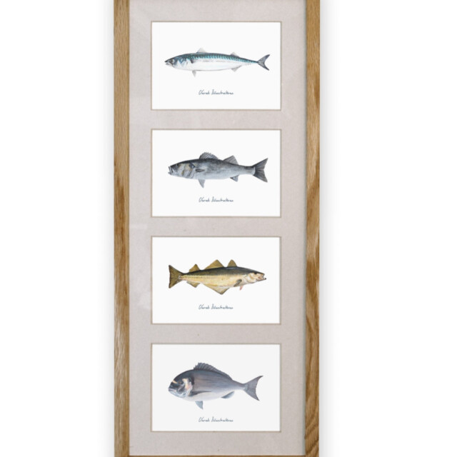 varek.illustrations - Quatuor 20x50 cm : Les poissons phares de la côte