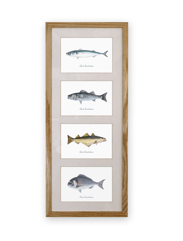 varek.illustrations - Quatuor 20x50 cm : Les poissons phares de la côte