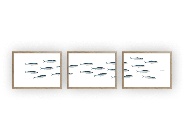varek.illustrations - Triptyque Banc de Sardines