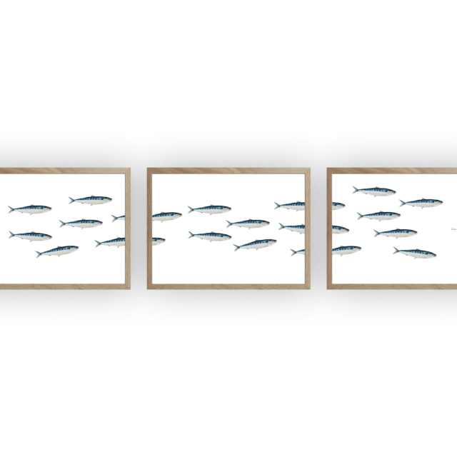 varek.illustrations - Triptyque Banc de Sardines