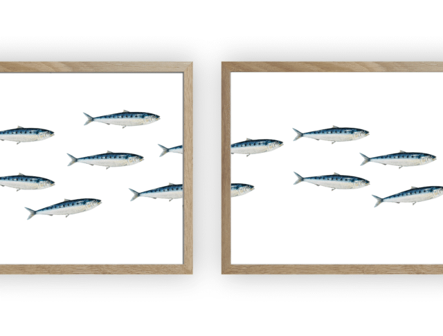 varek.illustrations - Triptyque Banc de Sardines