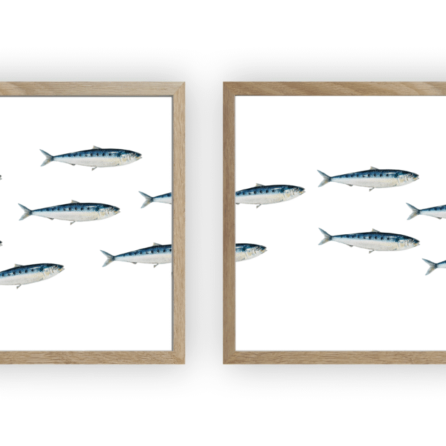varek.illustrations - Triptyque Banc de Sardines