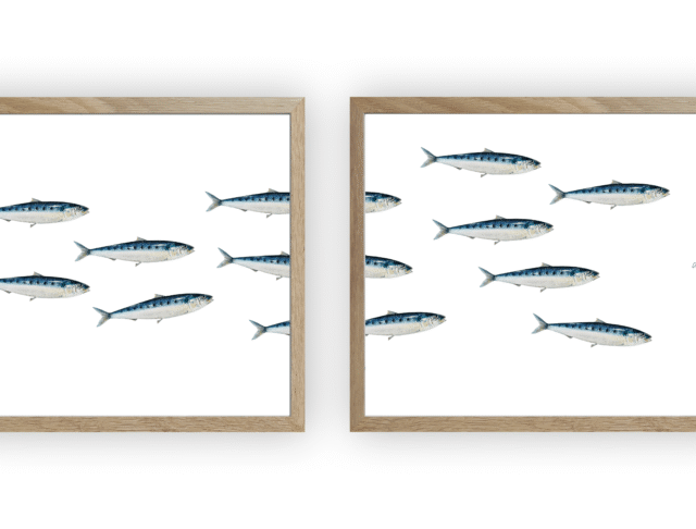 varek.illustrations - Triptyque Banc de Sardines