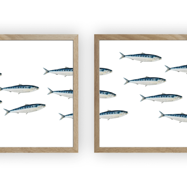 varek.illustrations - Triptyque Banc de Sardines