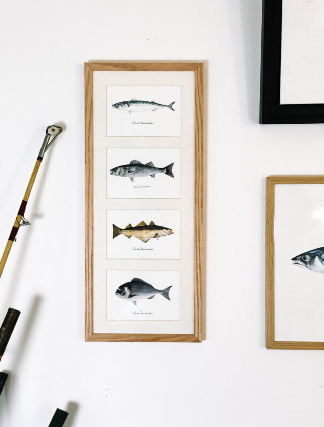 Varek Illustations - Quatuor 20×50 cm : Les poissons phares de la côte