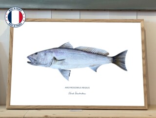 Varek Illustrations - Affiche Le Maigre