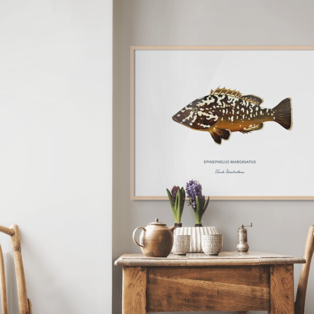 varek.illustrations - Affiche Le Mérou