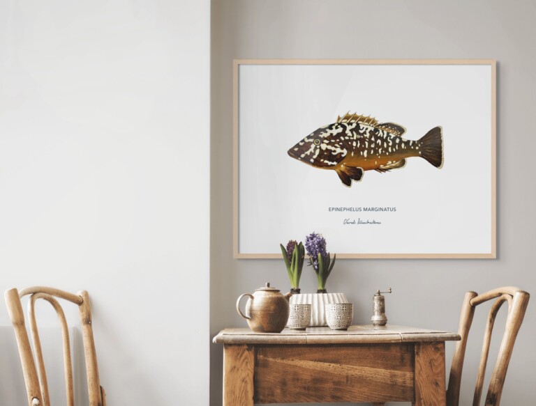 varek.illustrations - Affiche Le Mérou