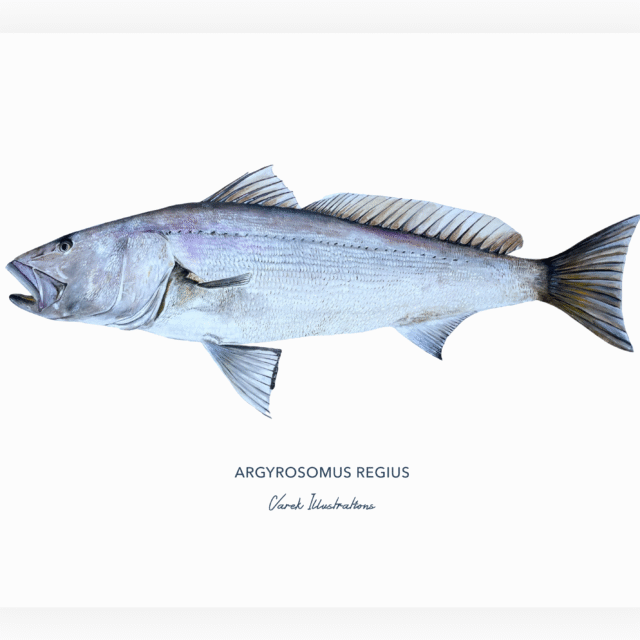 varek.illustrations - Affiche Le Maigre