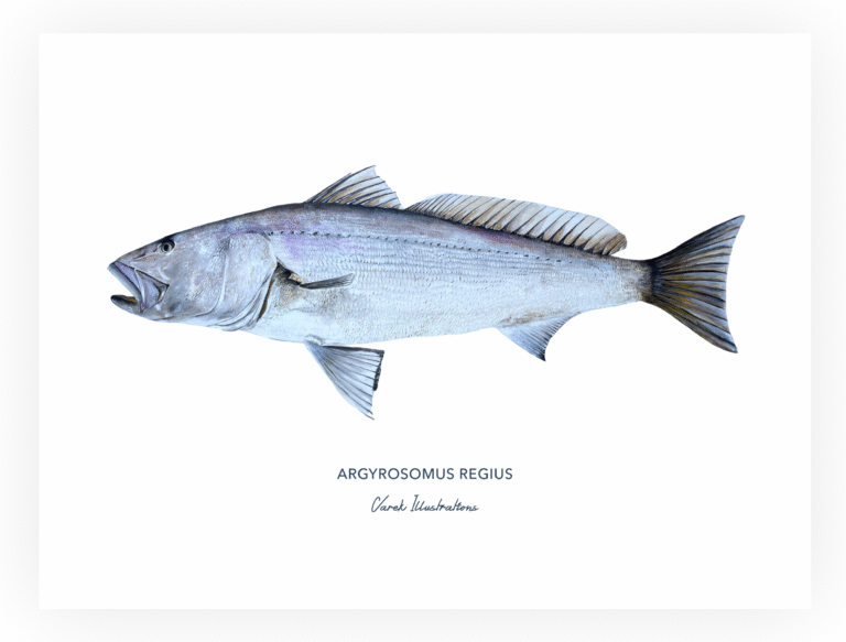 varek.illustrations - Affiche Le Maigre