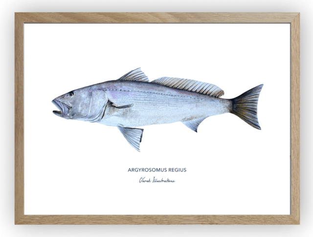 varek.illustrations - Affiche Le Maigre