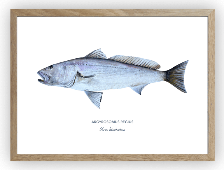 varek.illustrations - Affiche Le Maigre
