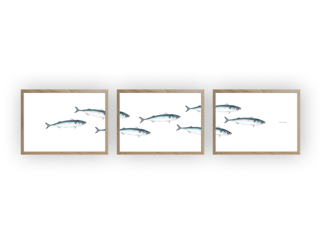 varek.illustrations - Triptyque Banc de Maquereau