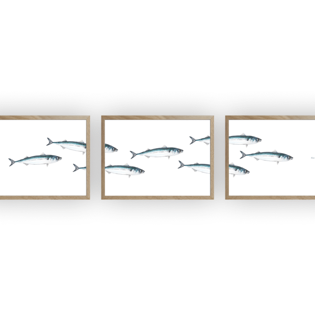 varek.illustrations - Triptyque Banc de Maquereau