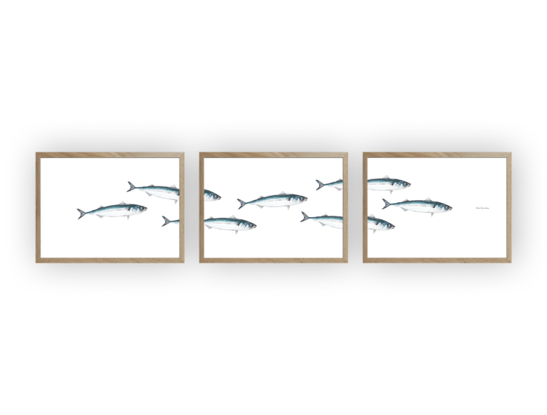 varek.illustrations - Triptyque Banc de Maquereau