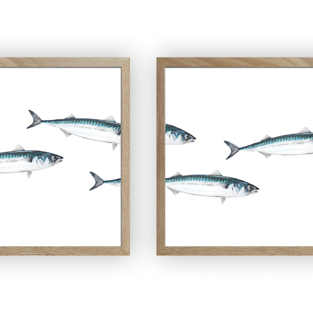 varek.illustrations - Triptyque Banc de Maquereau