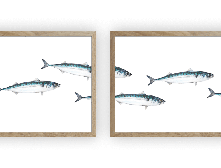 varek.illustrations - Triptyque Banc de Maquereau