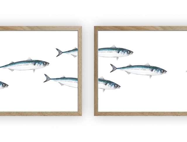 varek.illustrations - Triptyque Banc de Maquereau