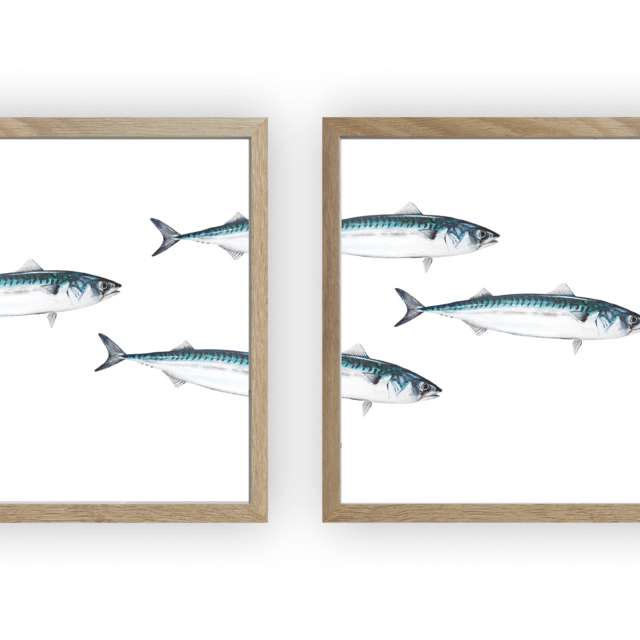 varek.illustrations - Triptyque Banc de Maquereau